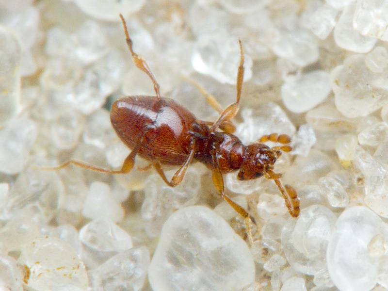 Scydmaenus hellwigii (Herbst, 1792)